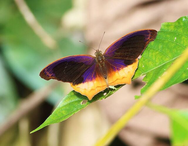 Terinos atlita ikarii