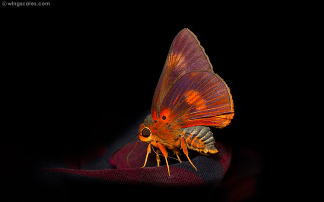 Burara etelka etelka