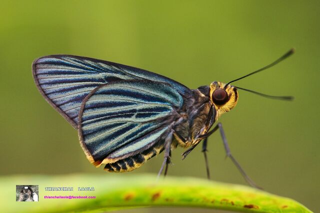 Pirdana hyela rudolphii