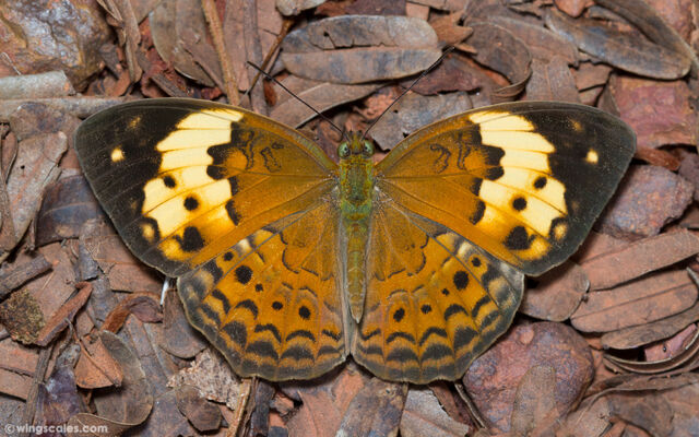 Cupha erymanthis erymanthis