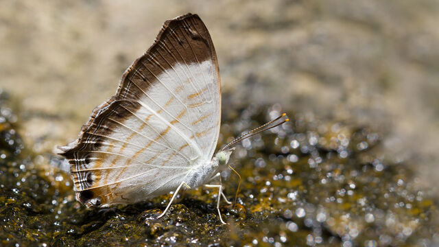 Cyrestis themire themire