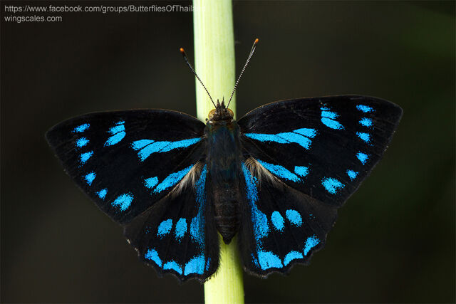 Simiskina phalia potina