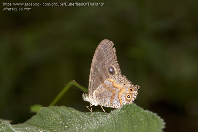 Erites angularis angularis