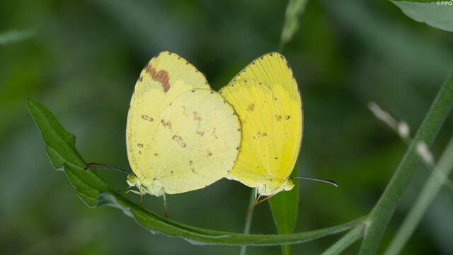 Eurema hecabe hecabe