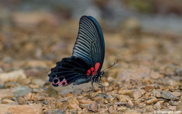 Papilio agenor agenor