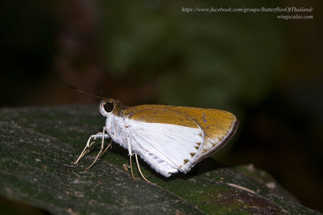 Iton semamora semamora