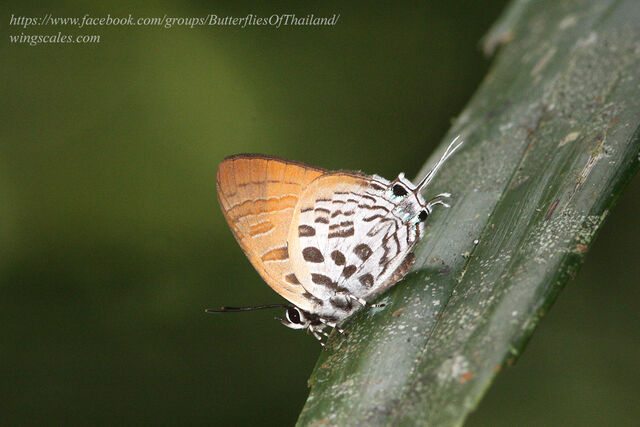 Drupadia theda renonga