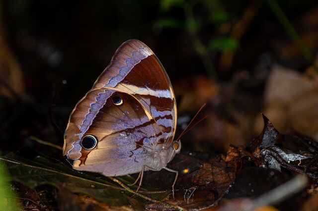 Thaumantis odana pishuna