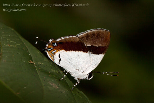 Sithon nedymond ismarus