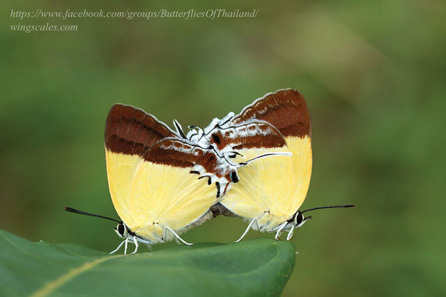 Charana mandarina mandarina