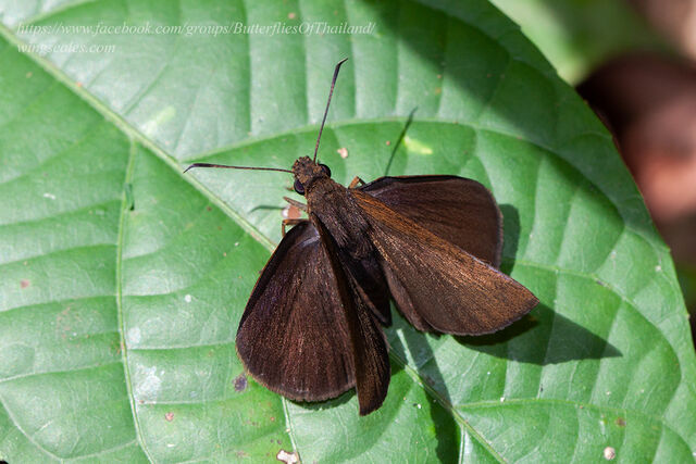 Tamela nigrita maura