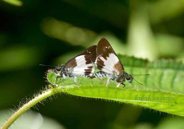 Acerbas anthea anthea