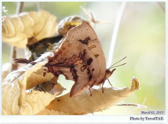 Cheritrella truncipennis