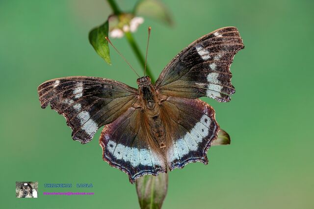 Nymphalis canace canace