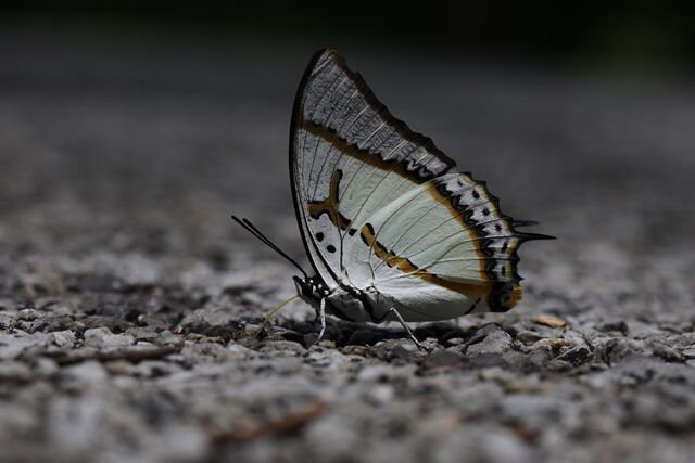 Polyura eudamippus nigrobasalis