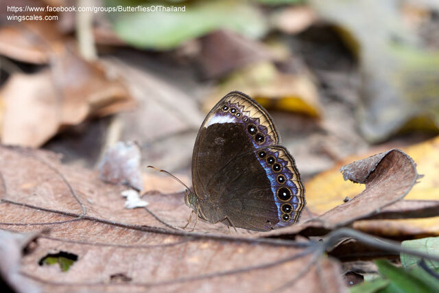 Mycalesis anaxioides