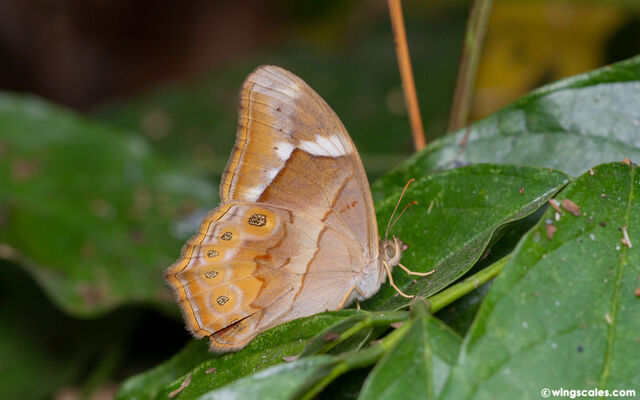 Lethe minerva tritogeneia