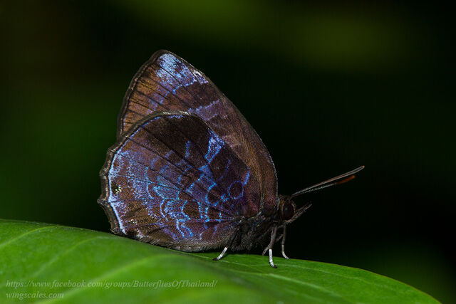 Flos anniella anniella