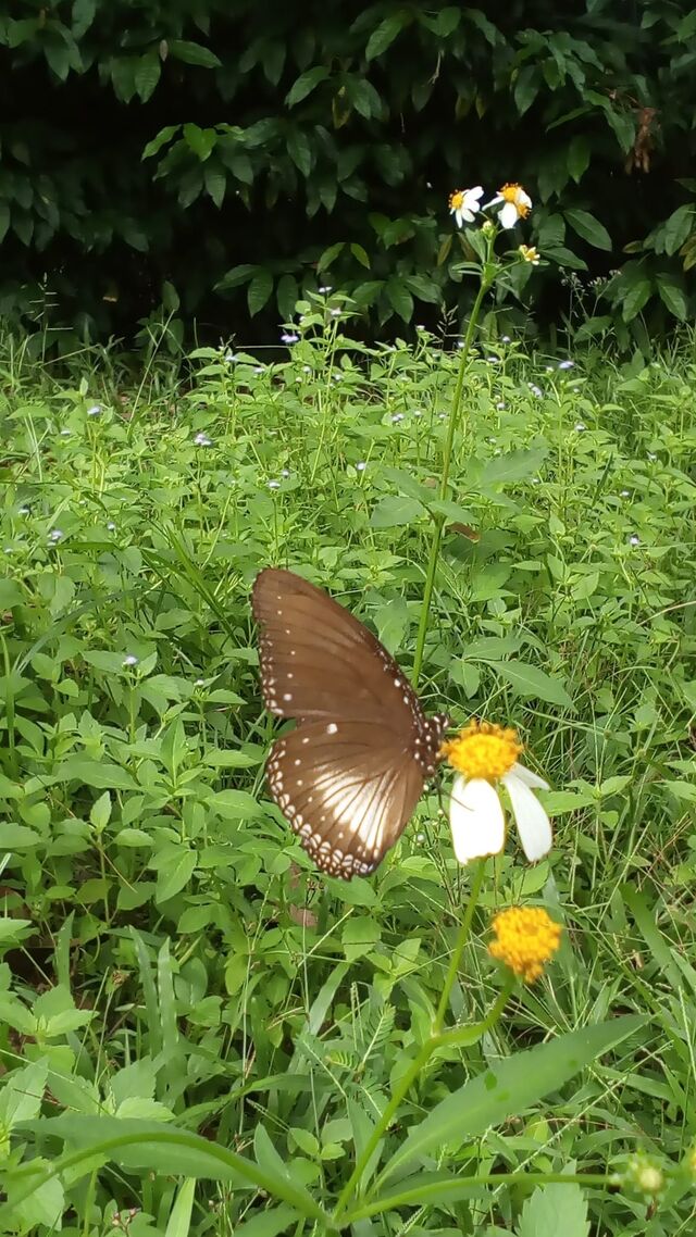 Hypolimnas anomala anomala