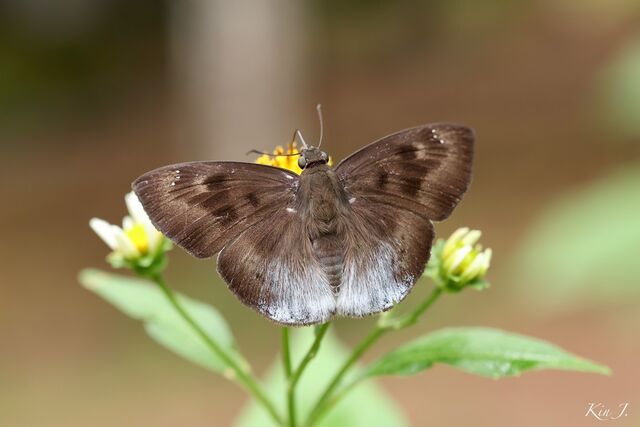 Tagiades gana meetana