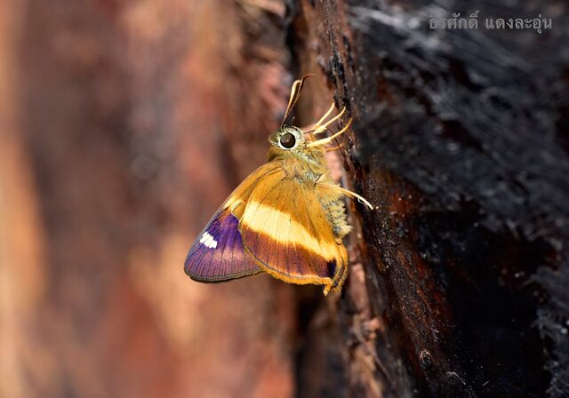 Hasora schoenherr chuza