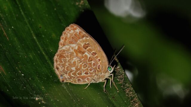 Arhopala alaconia media