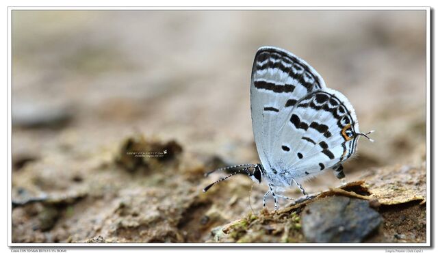 Shijimia potanini umbriel