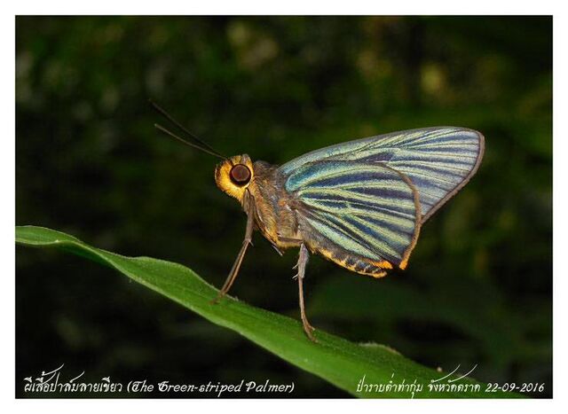 Pirdana hyela rudolphii