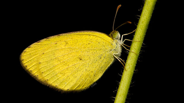 Eurema drona hainana