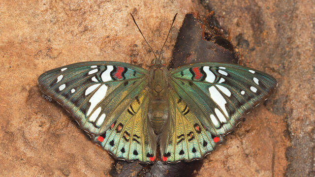 Euthalia lubentina lubentina