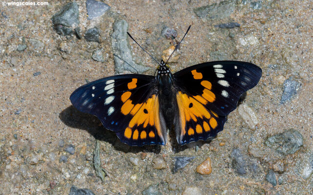 Sephisa chandra chandra