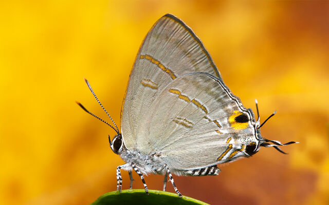 Hypolycaena erylus himavantus