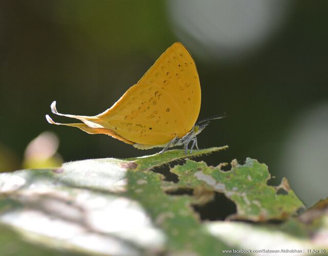 Loxura cassiopeia cassiopeia