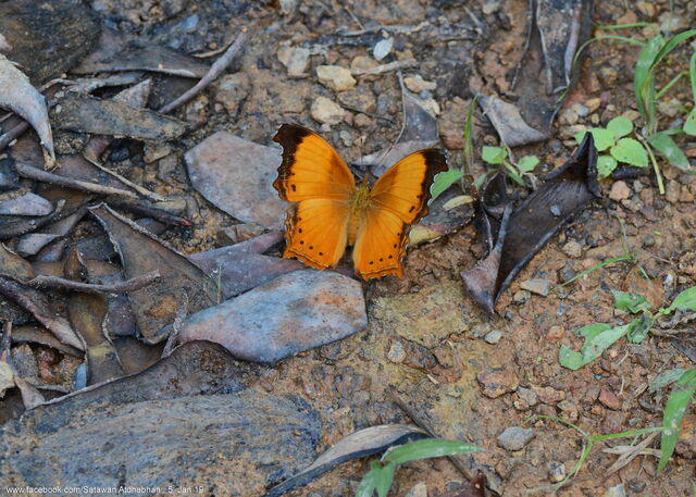 Rhinopalpa polynice eudoxia