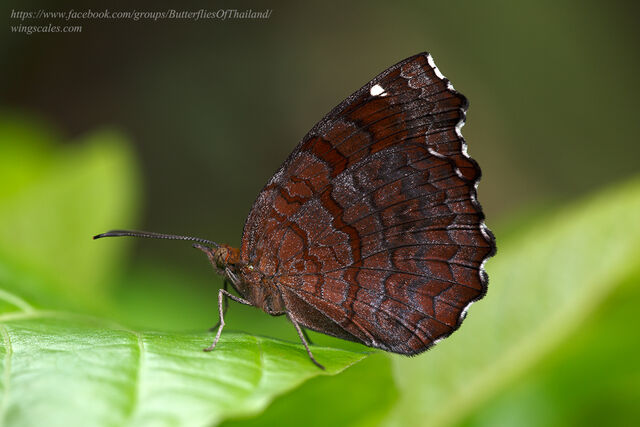 Ariadne ariadne pallidior