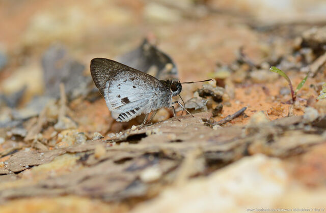 Suastus everyx everyx