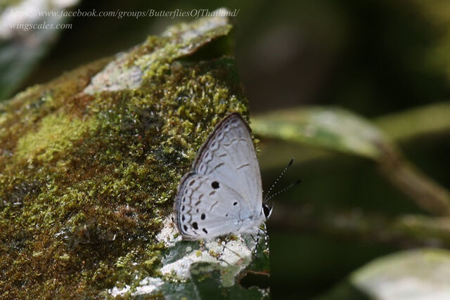 Cebrella pellecebra pellecebra