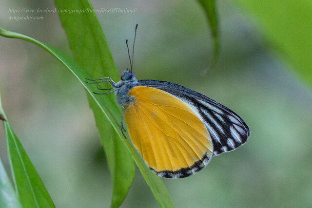 Delias agostina agostina