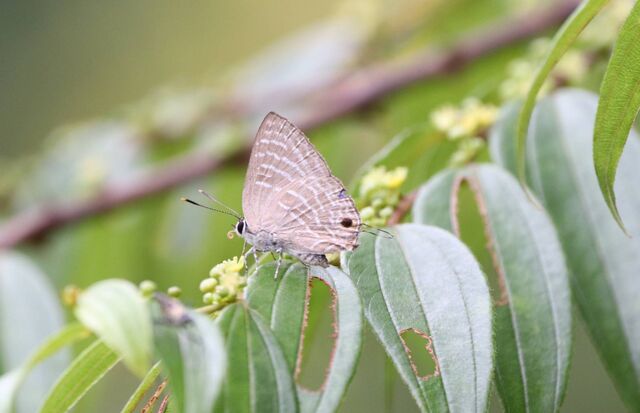 Virachola kessuma deliochus