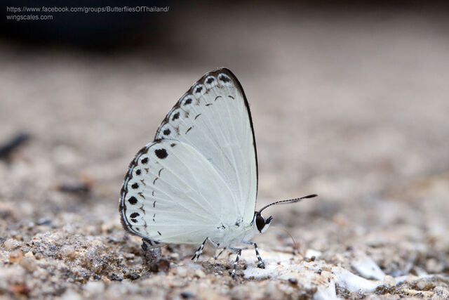 Lycaenopsis haraldus renonga