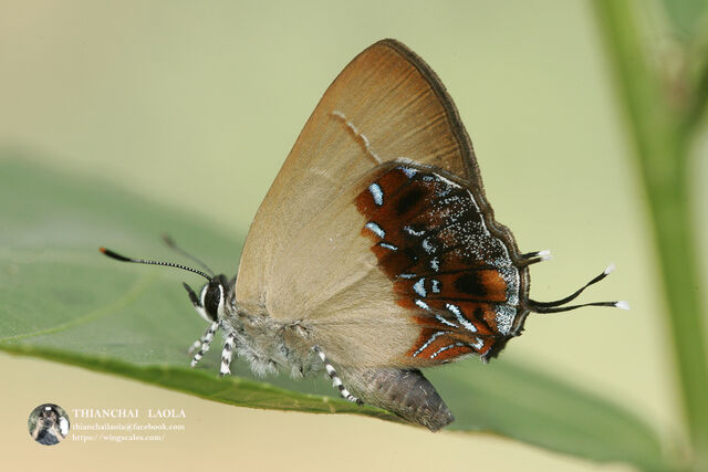 Semanga superba siamensis