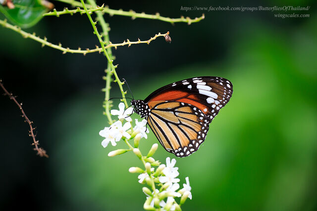 Danaus genutia genutia