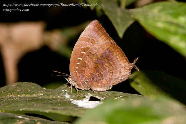 Arhopala centaurus nakula