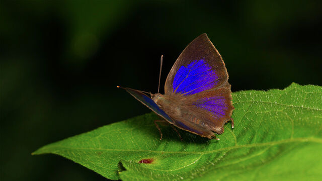 Surendra quercetorum quercetorum