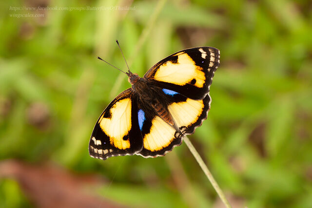 Junonia hierta hierta