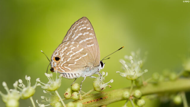 Virachola kessuma deliochus