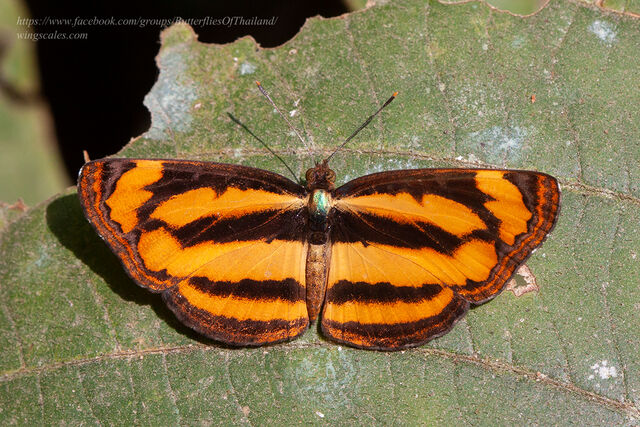 Pantoporia hordonia hordonia