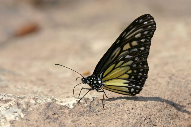 Parantica aspasia aspasia