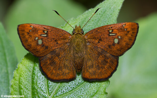 Pseudocoladenia eacus dhyana