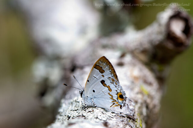 Hypolycaena othona othona